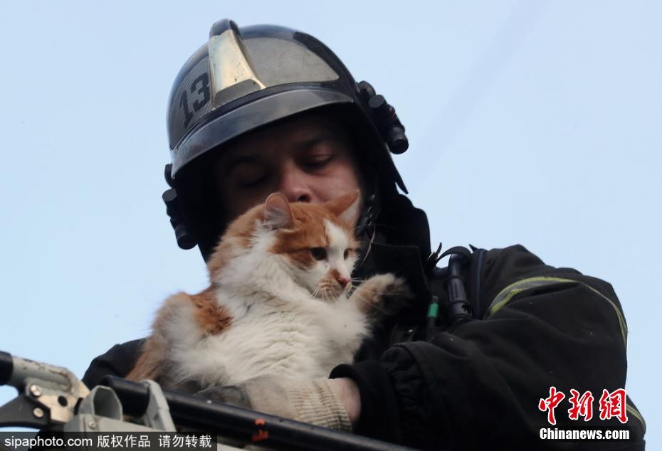 伦敦大火：60名消防员在公寓内扑灭大火，两只猫被困在家中