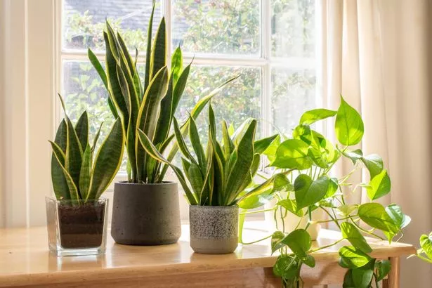 室内植物警告：急需清洁的4种植物