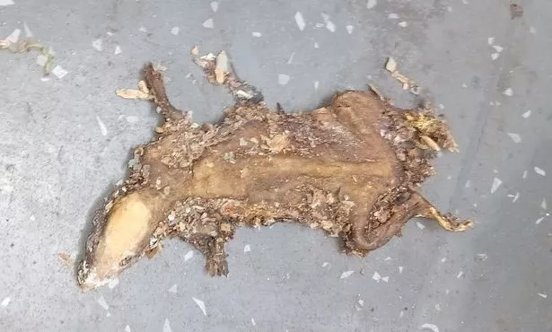 卫生检查员在厨房发现油炸老鼠后，烤肉店关闭
