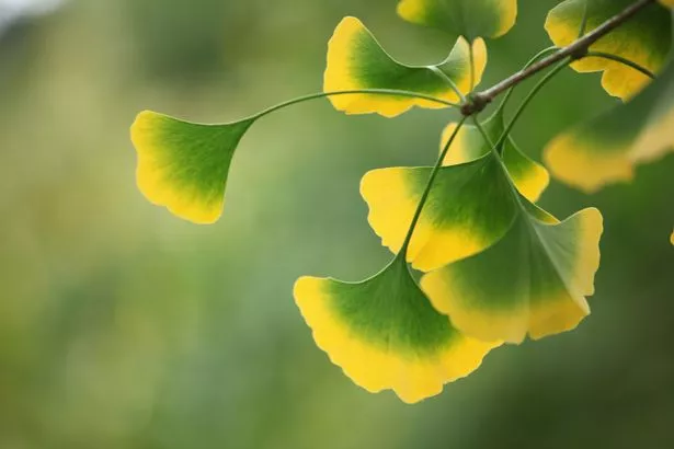 “脑草药”可以帮助延缓痴呆,提高记忆力,阻止脑雾